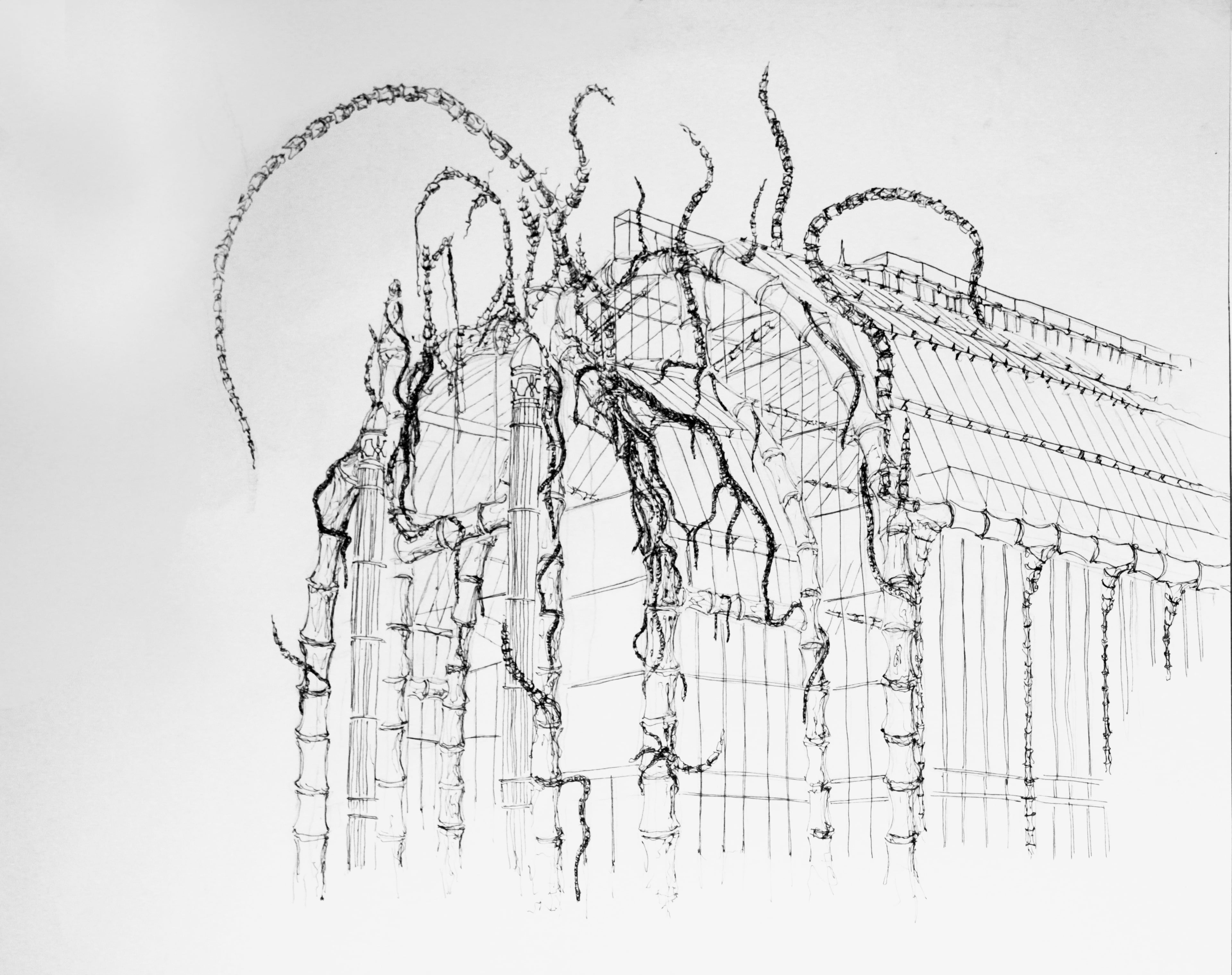 Bony architecture