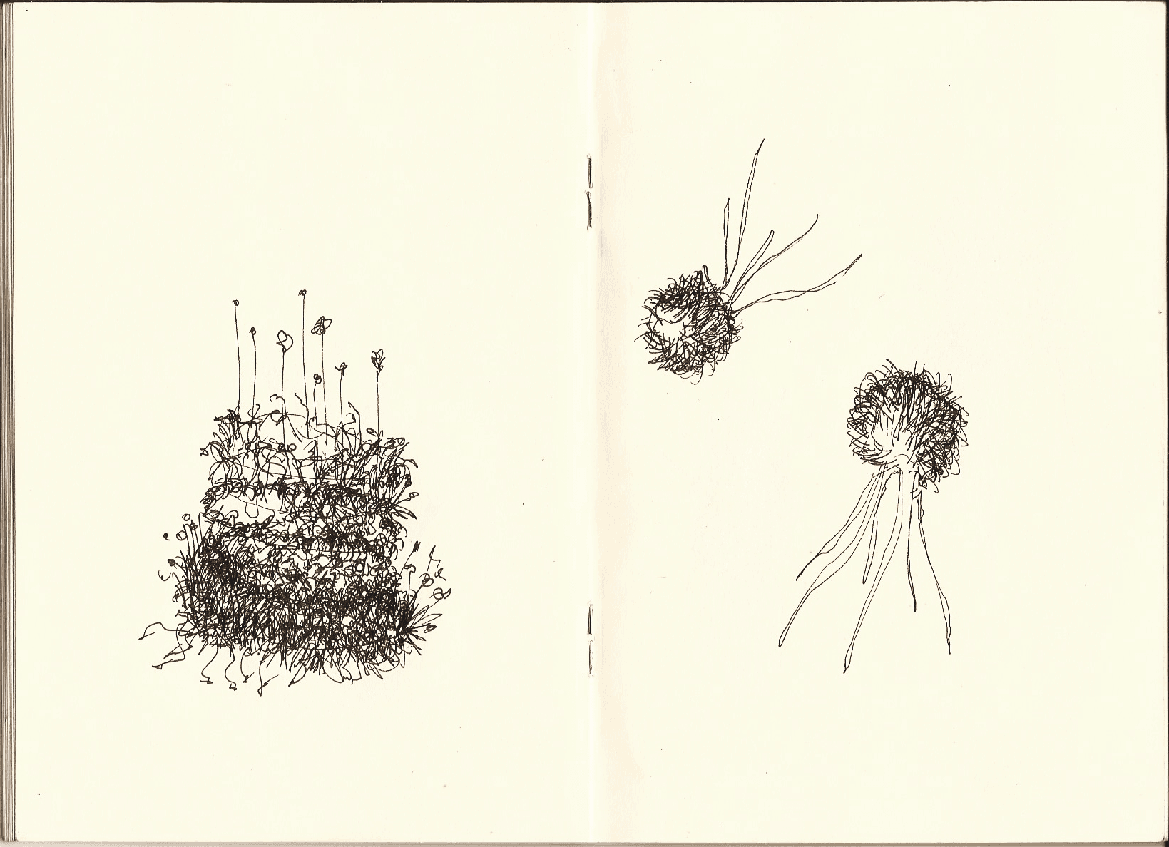 Surreal organisms — 4 of 11
